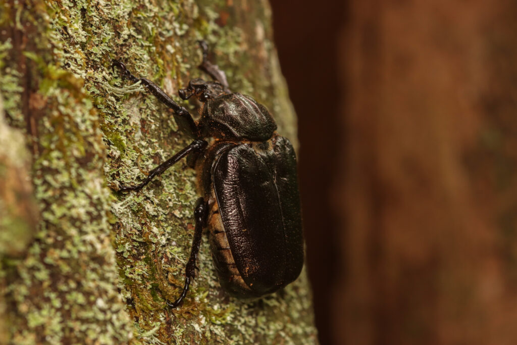 Der Eremit (Osmoderma eremita), ein Bewohner von Kopfweiden. 